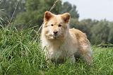 CHIEN FINNOIS DE LAPONIE 667